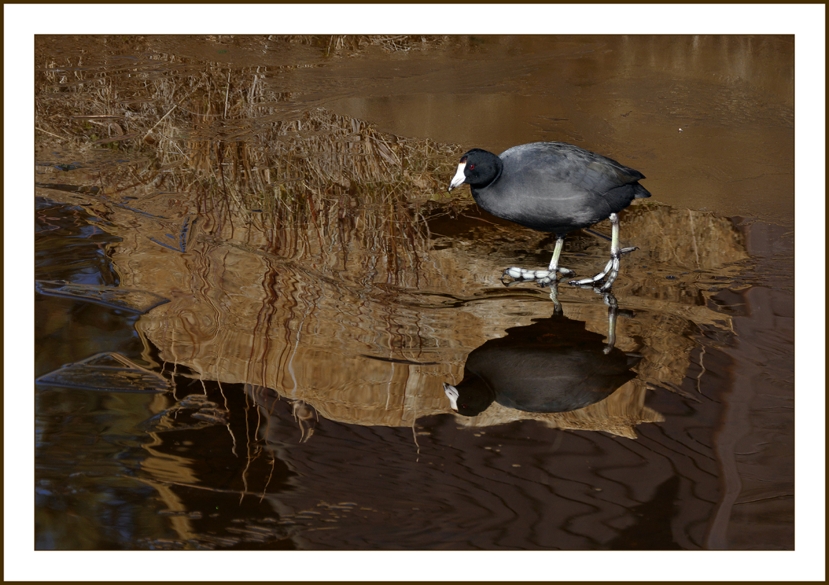 coots1140206aborder