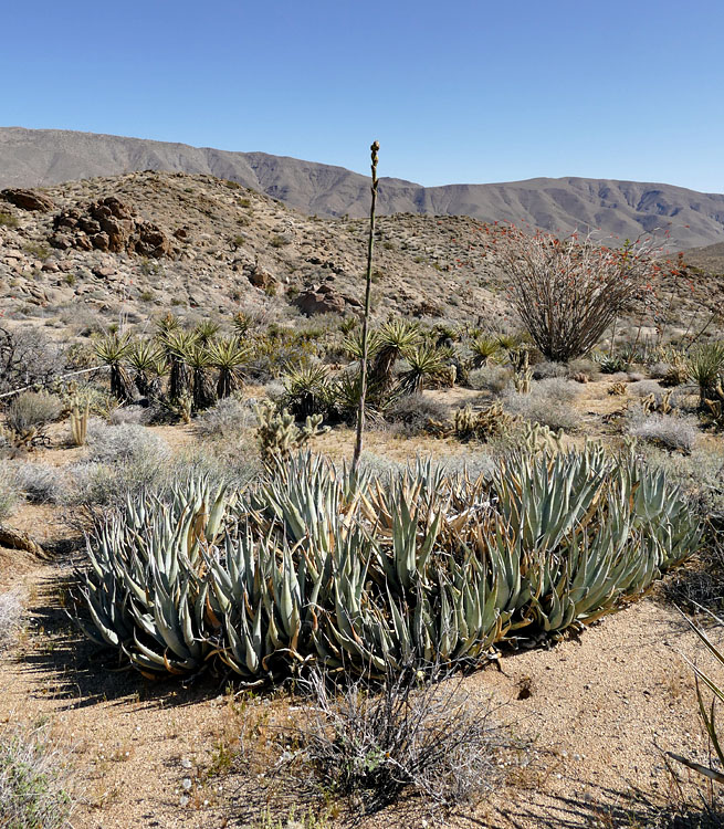 01agave_deserti1180961w