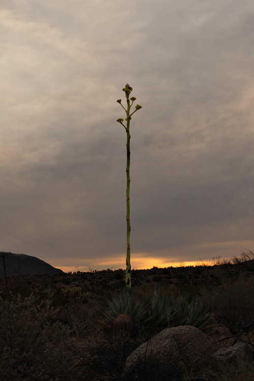 02agave_deserti1190118bw