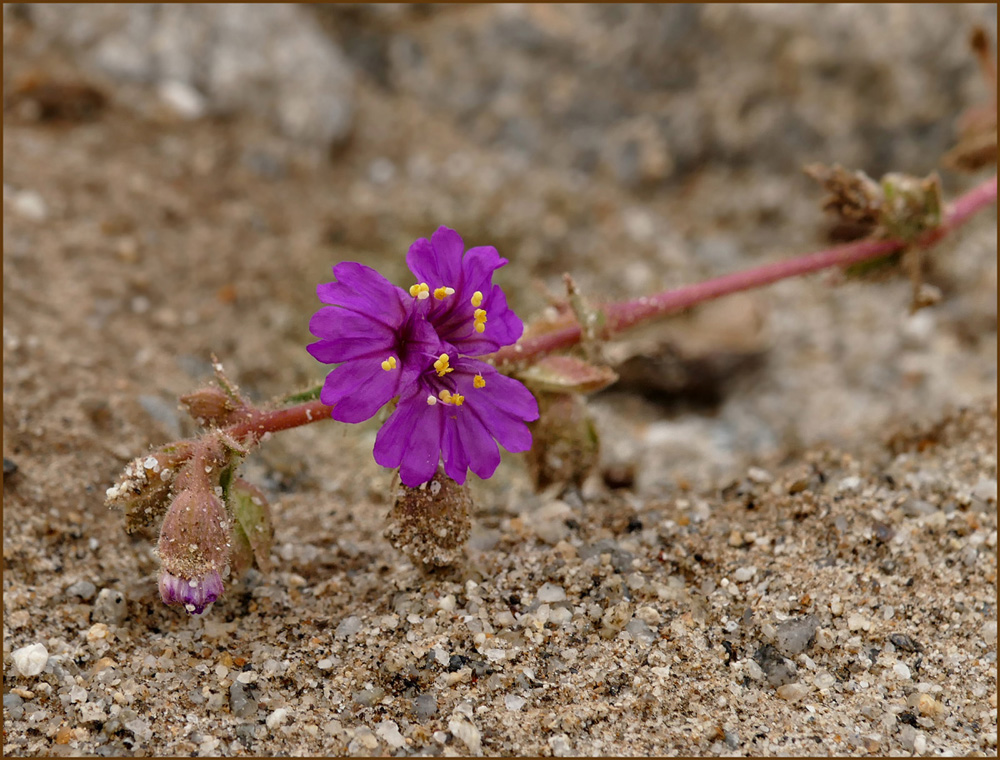 04plum-avallionia_incarnata1130209w