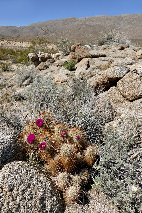 05echinocereus_engelmannii1180778w