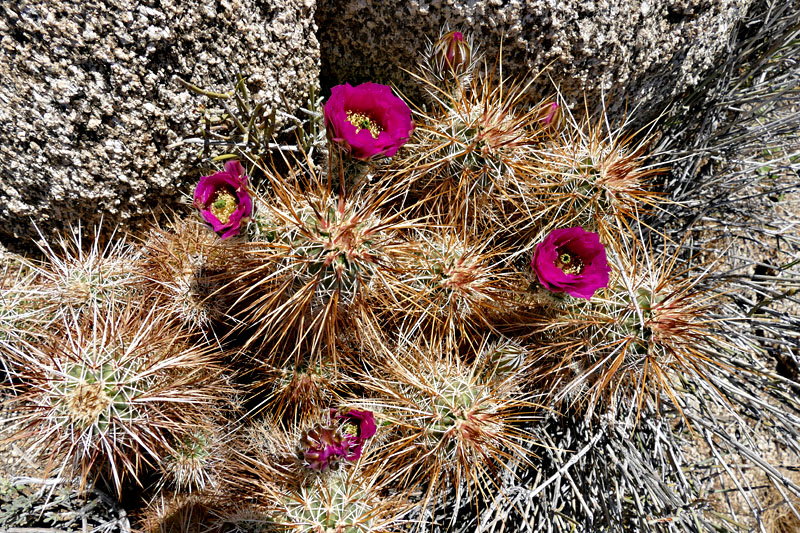 05echinocereus_engelmannii1180778w