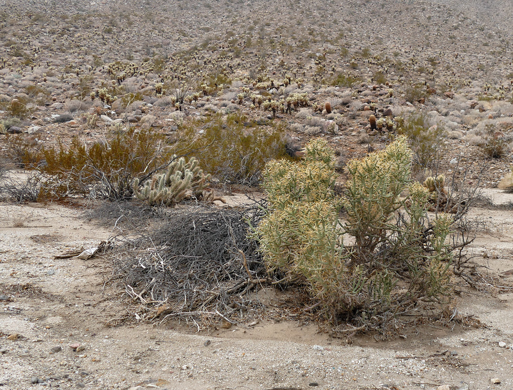 07plum-opuntia_ramosissima1130230w