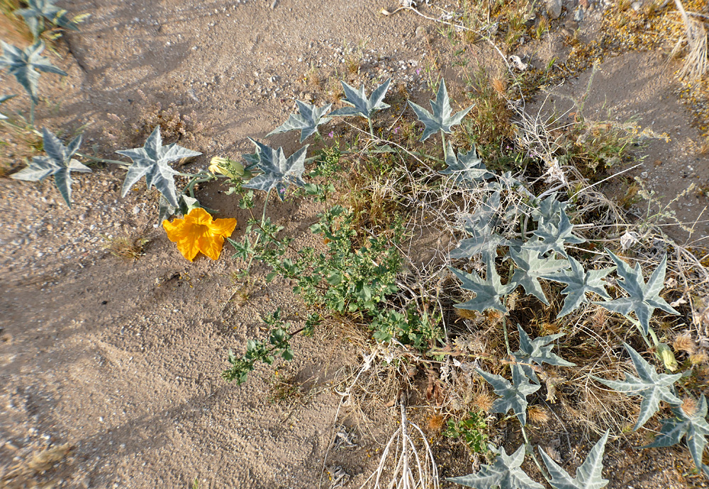 09cucurbita_palmata1190188w