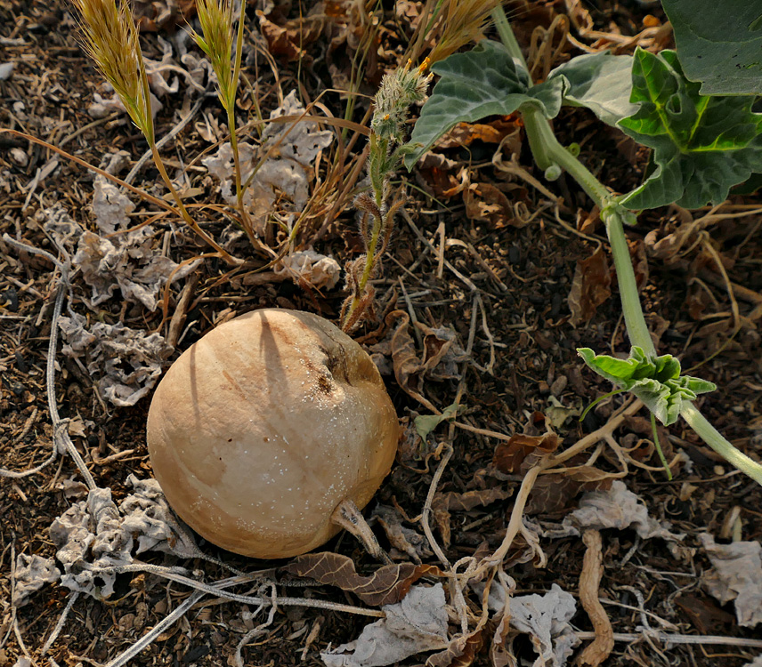 09cucurbita_palmata1190188w