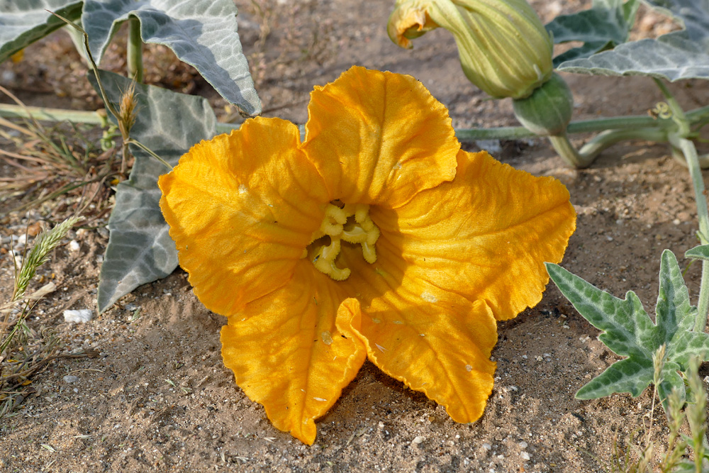 09cucurbita_palmata1190188w