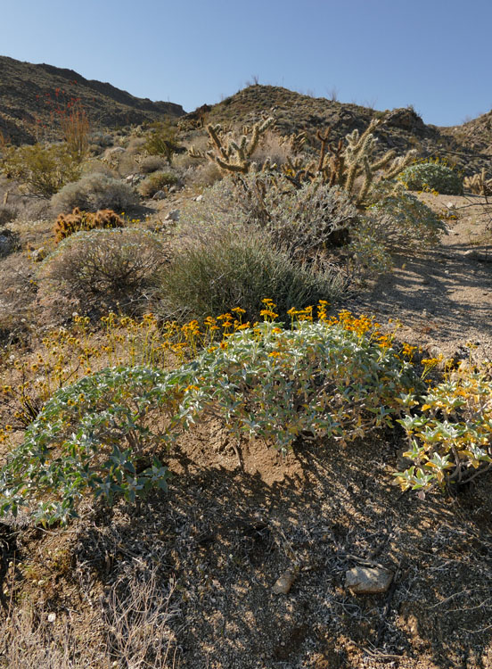 11encelia_actoni1180909w