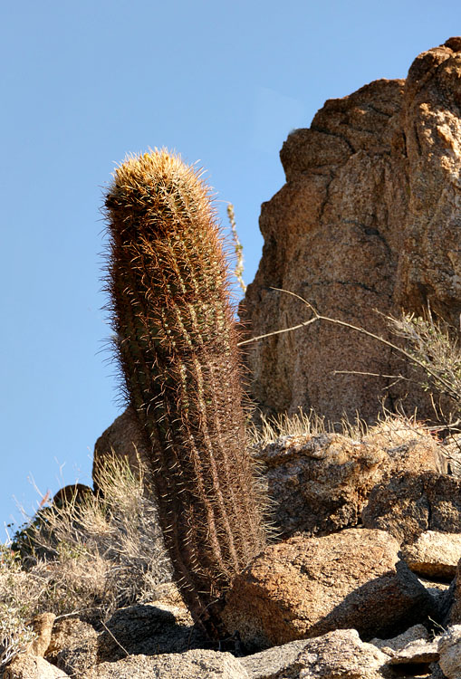 12ferrocactus1180979w