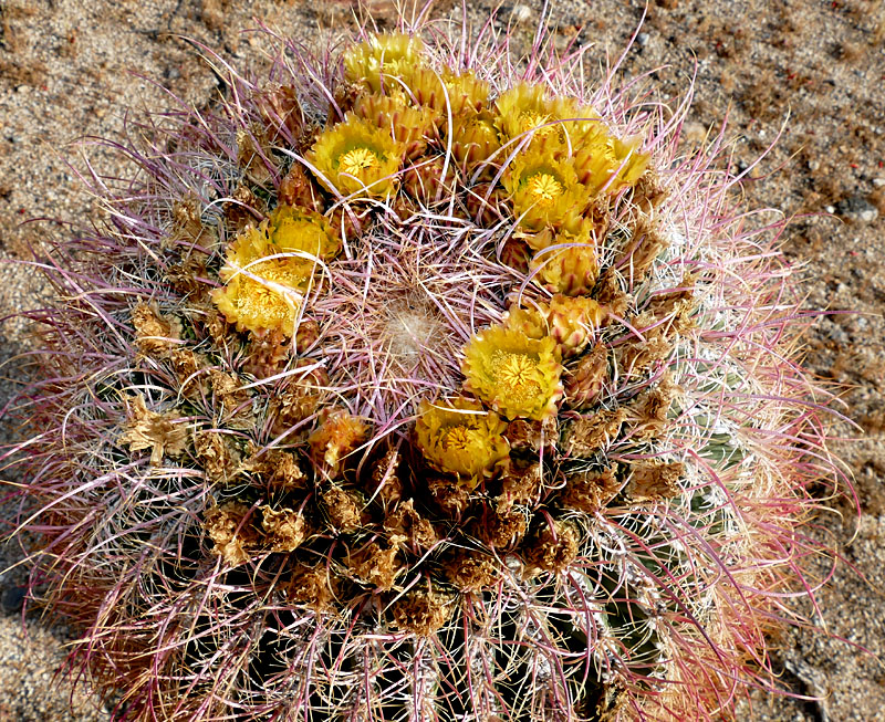 12ferrocactus1180979w