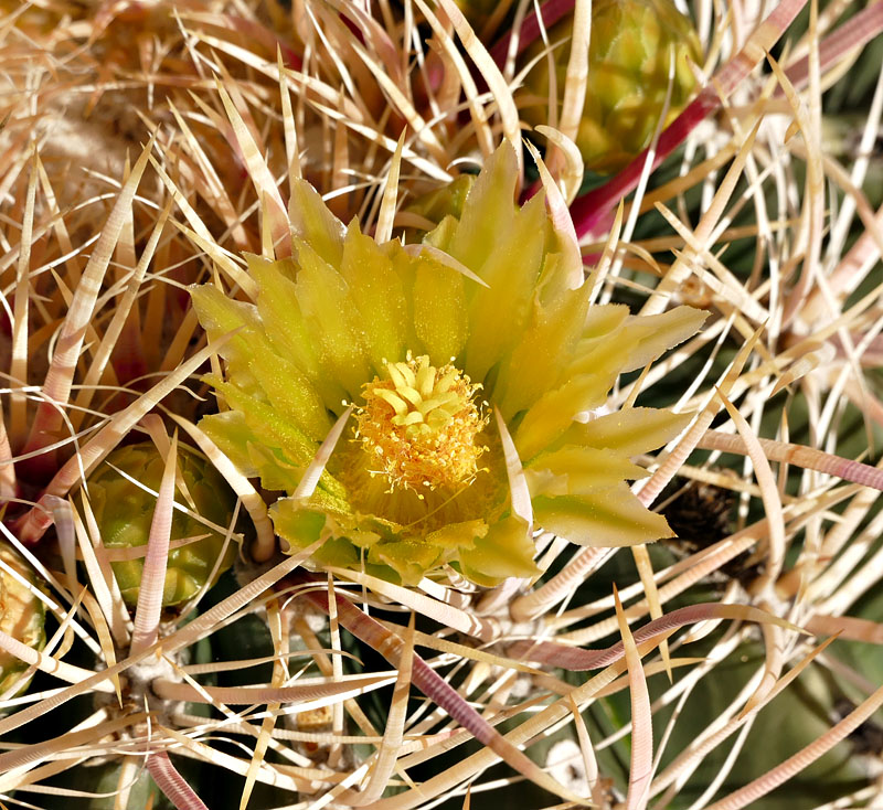 12ferrocactus1180979w