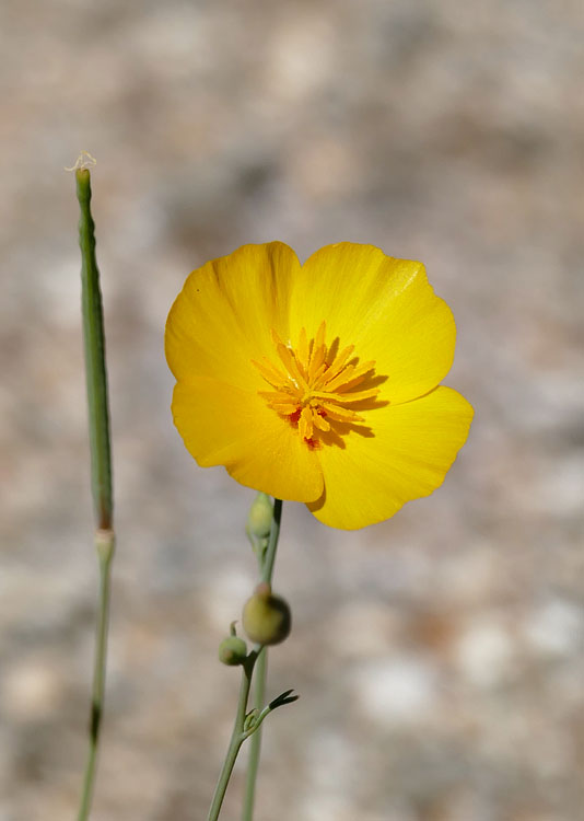 15eschscholzia1180925w