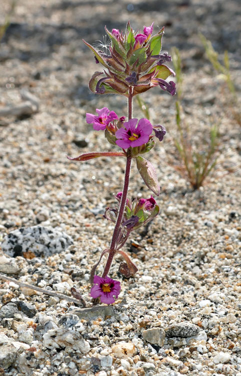 19mimulus_bigelovii1180929w