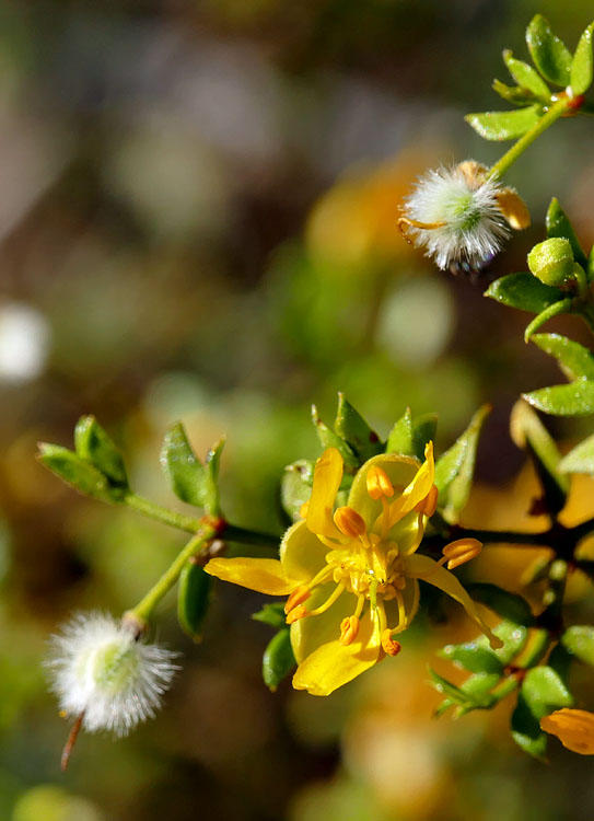 20larrea_tridentata1180894w