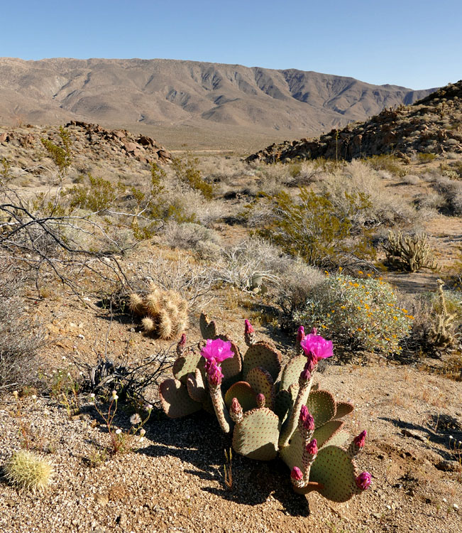 22opuntia_basilaris1180947w