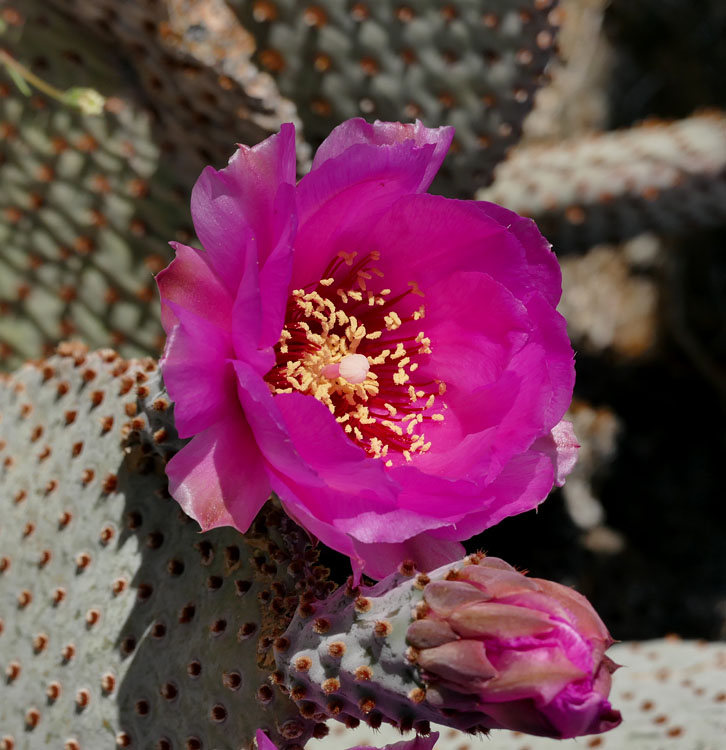 22opuntia_basilaris1180947w