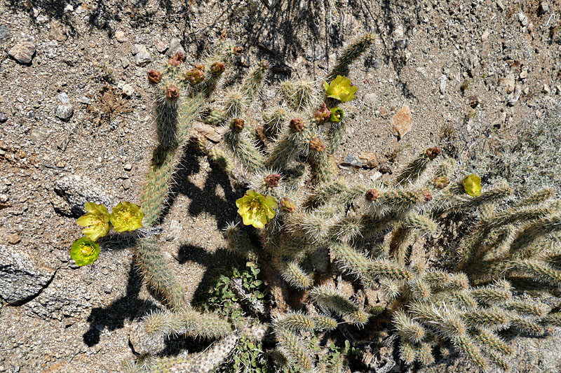 25opuntia_echinocarpa1180769w