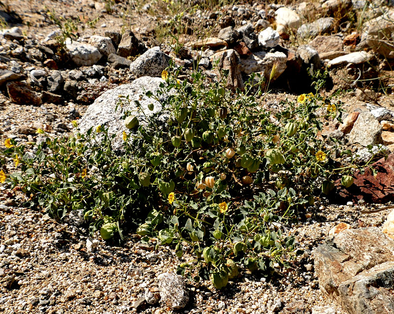 24physalis_crassifolia1190005w