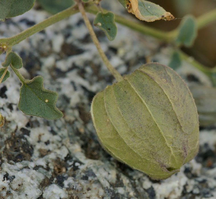 24physalis_crassifolia1190005w