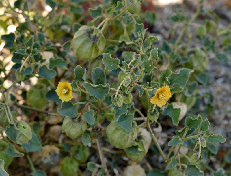 24physalis_crassifolia1190005w