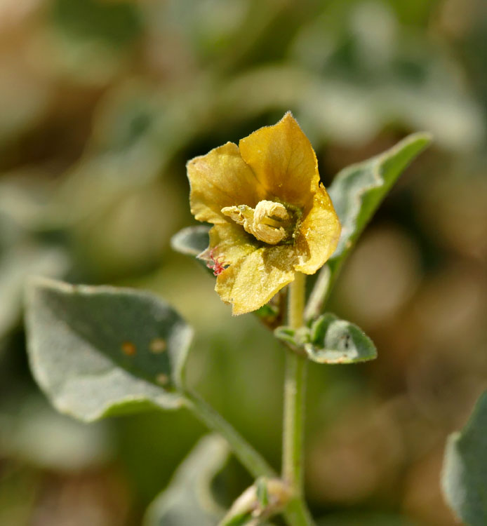 24physalis_crassifolia1190005w