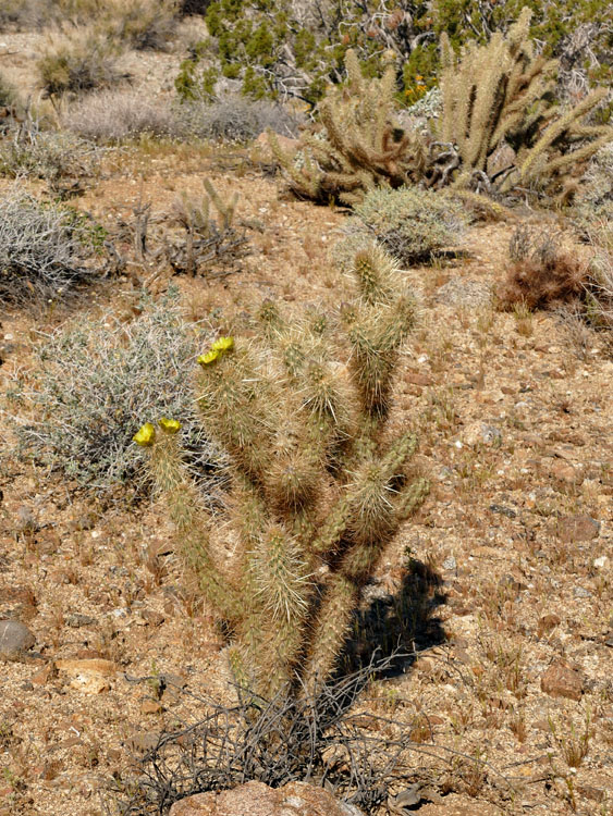 25opuntia_echinocarpa1180769w