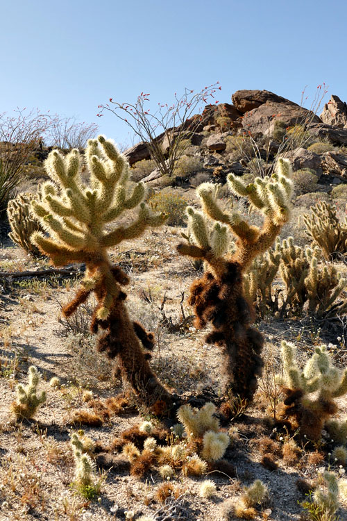 25opuntia_echinocarpa1180769w