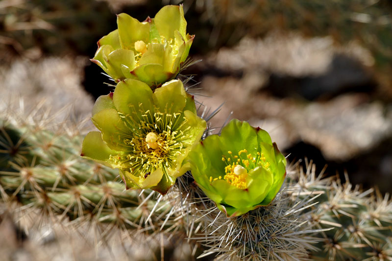 25opuntia_echinocarpa1180769w