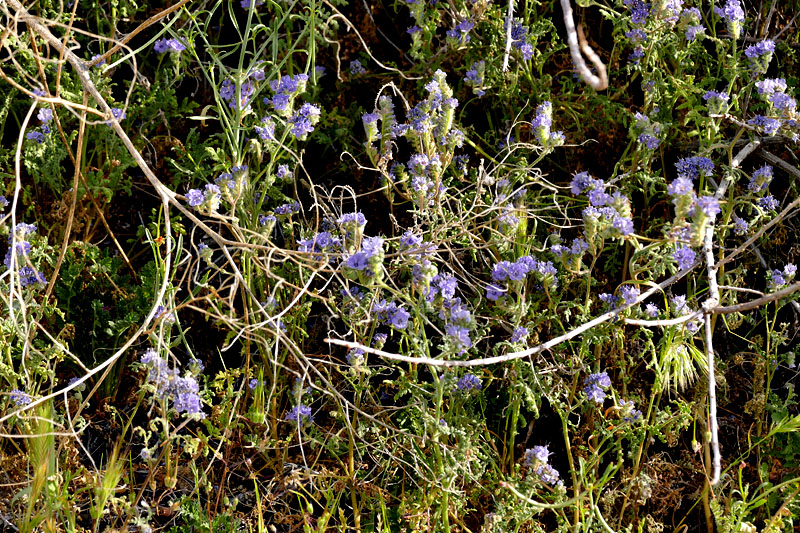 29phacelia_distans1180950w