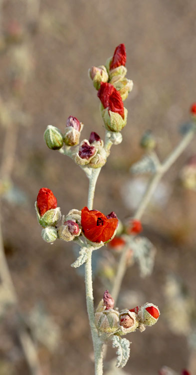 33sphaeralcea_ambigua1190183w