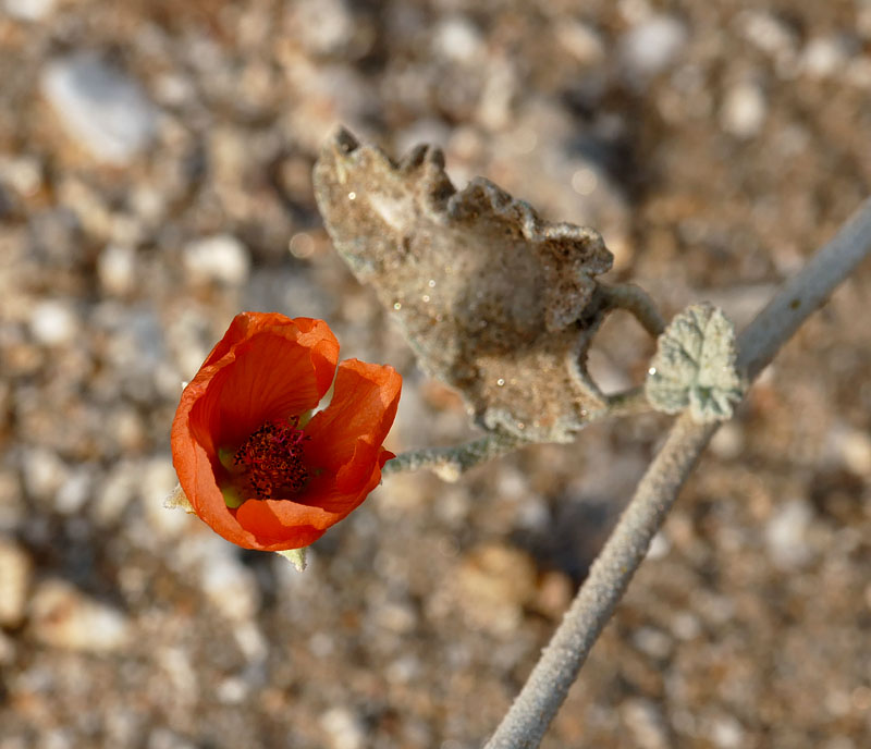 33sphaeralcea_ambigua1190183w