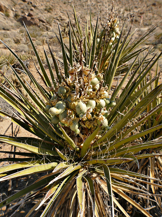 35yucca_schidigera1180972w