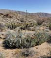 01agave_deserti1180961w