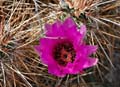 05echinocereus_engelmannii1180778w