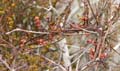 06plum-mistletoe-Phoradendron_californicum1130168w