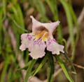 08chilopsis_linearis1190203w