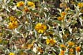 11encelia_actoni1180909w