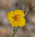 15eschscholzia1180925w