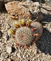 21mammillaria1190086w