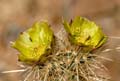 23opuntia_bigelovii1180981w