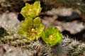 25opuntia_echinocarpa1180769w