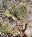 27opuntia sp1190034w