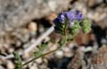 29phacelia_distans1180950w