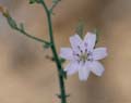 34stephanomeria_exigua1190215w