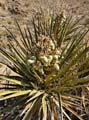 35yucca_schidigera1180972w