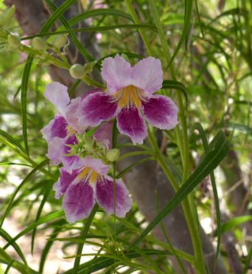 06chilopsis_linearis1150992aw