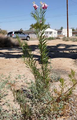 07chilopsis_linearis1030348w