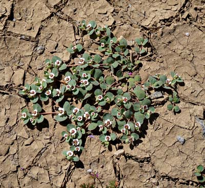 09euphorbia_albomarginata01818w