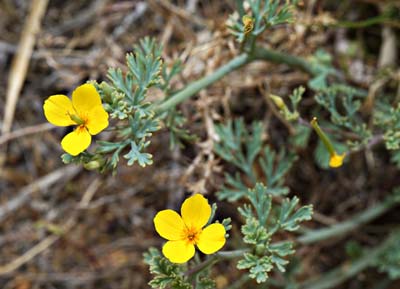 10eschscholzia_caespitosa01882w