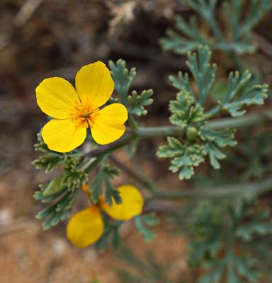 11eschscholzia_caespitosa01890w