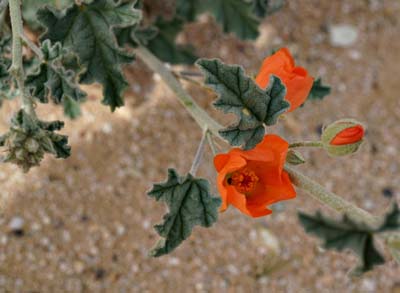 17sphaeralcea_ambigua01841w